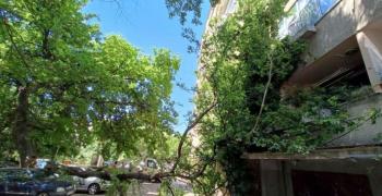 В Стара Загора голямо дърво падна върху кола и нанесе щети по жилищен блок