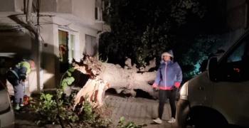 Сигнали за паднали дървета в Стара Загора заради силния вятър