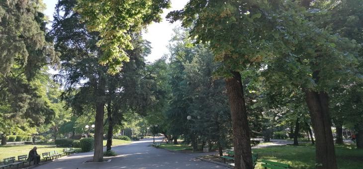 В парк "Пети октомври" ще демонстрират професионална грижа към дърветата