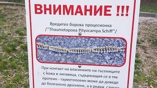 Община Стара Загора продължава мерките срещу боровата процесионка с грижа за природата