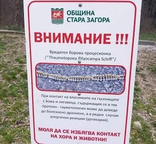 Община Стара Загора продължава мерките срещу боровата процесионка с грижа за природата