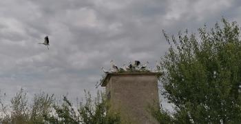 Щъркели полетяха край Опан