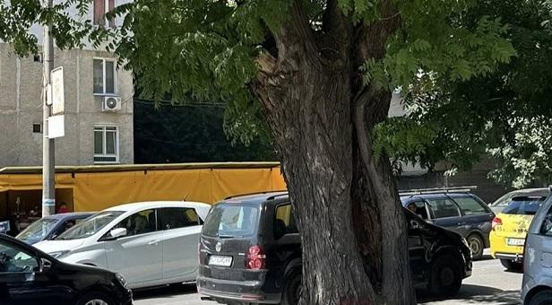 В Стара Загора се променя маршрутът на три автобусни линии поради санитарна резитба на дървета   