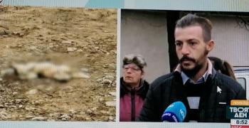 В Павел баня: Отровени улични кучета