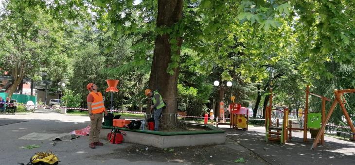 Обезопасяват опасно дърво на детска площадка в центъра на Стара Загора