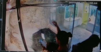 Камера засне как посетители хвърлят мокри кърпи на крокодил в пловдивски музей