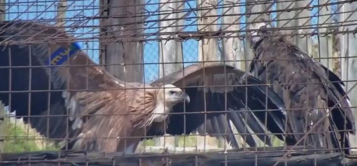 Насрочена е нова дата за пускане в природата на излюпените в Зоопарк Стара Загора две белоглави лешоядчета   