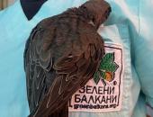 Помогни на бързолет, за да полети отново към небето