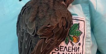 Помогни на бързолет, за да полети отново към небето