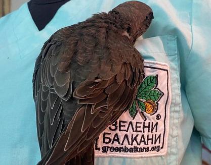 Помогни на бързолет, за да полети отново към небето