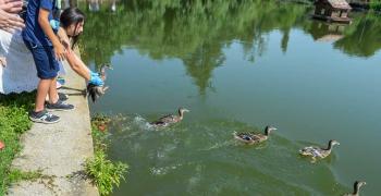 20 патета във водите на езерото "Загорка" в Стара Загора