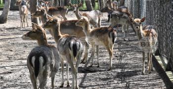 Разбиха клетката на кошутите в зоопарка в Хасково