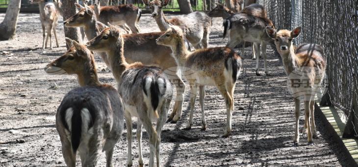 Разбиха клетката на кошутите в зоопарка в Хасково